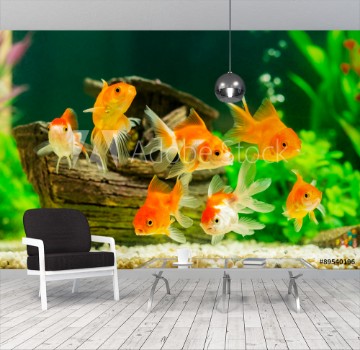 Image de Goldfish in aquarium with green plants